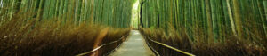 Bamboo path